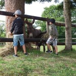 Le mois de juillet à la Ferme de Min Guen en bretagne dans les côtes d'armor - nourrir les ânes