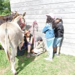 Le mois de juillet à la Ferme de Min Guen en bretagne dans les côtes d'armor - soin des ânes